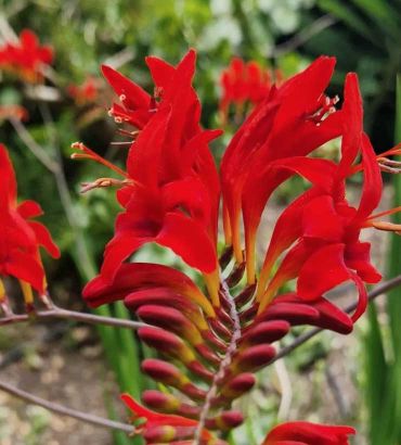 jardin exotique roscoff fleur